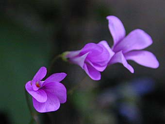 20061105234820-flor.jpg