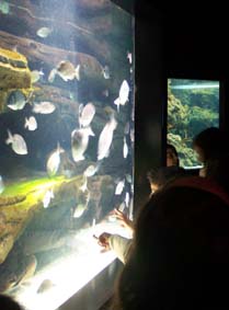 20061126223039-acuario10.jpg