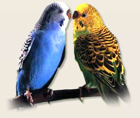 20070315172943-aves.jpg